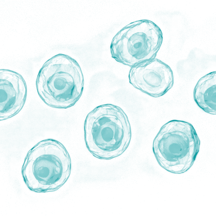 Vascular red blood cells marketing